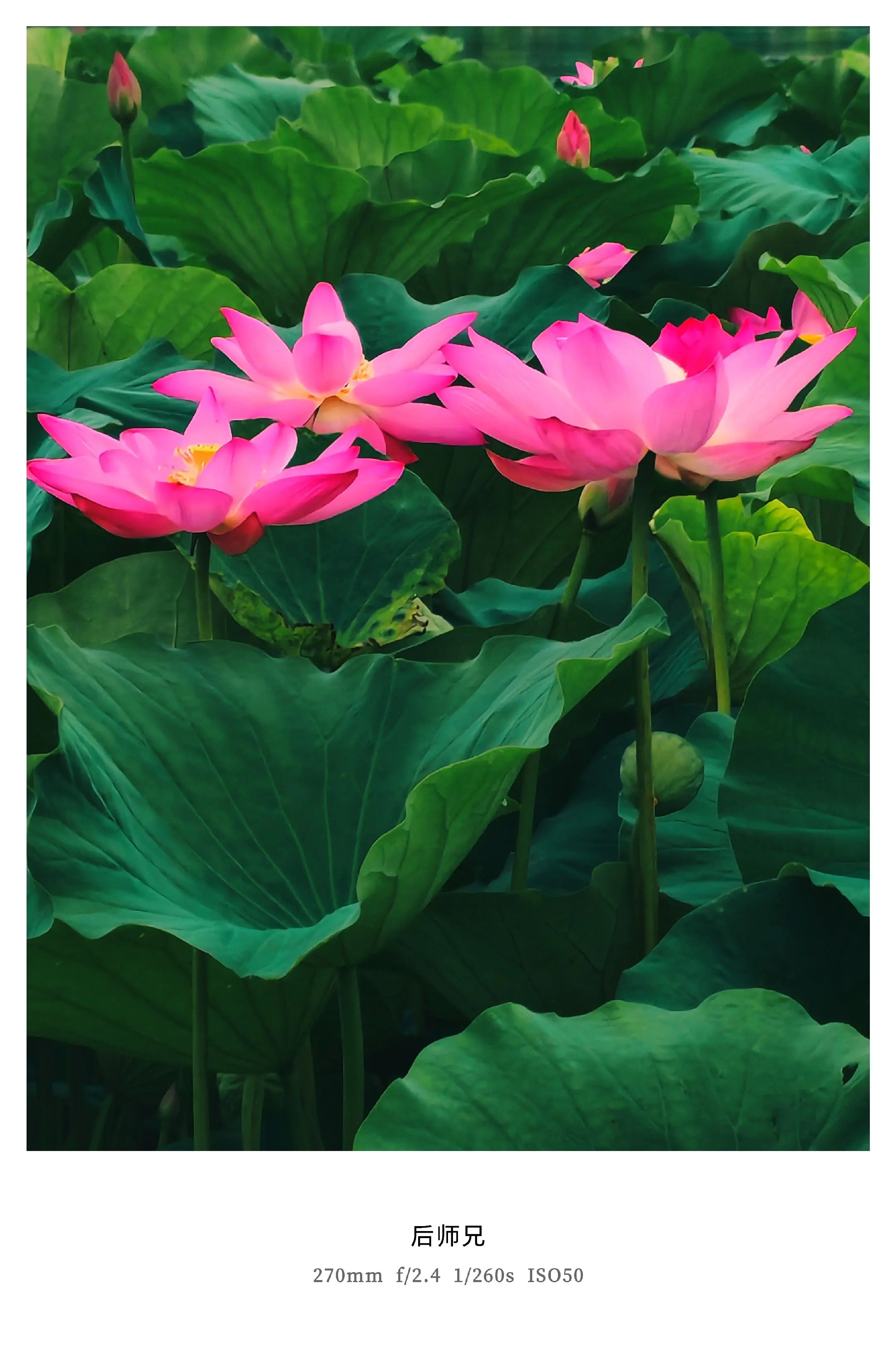 "荷"你相遇。