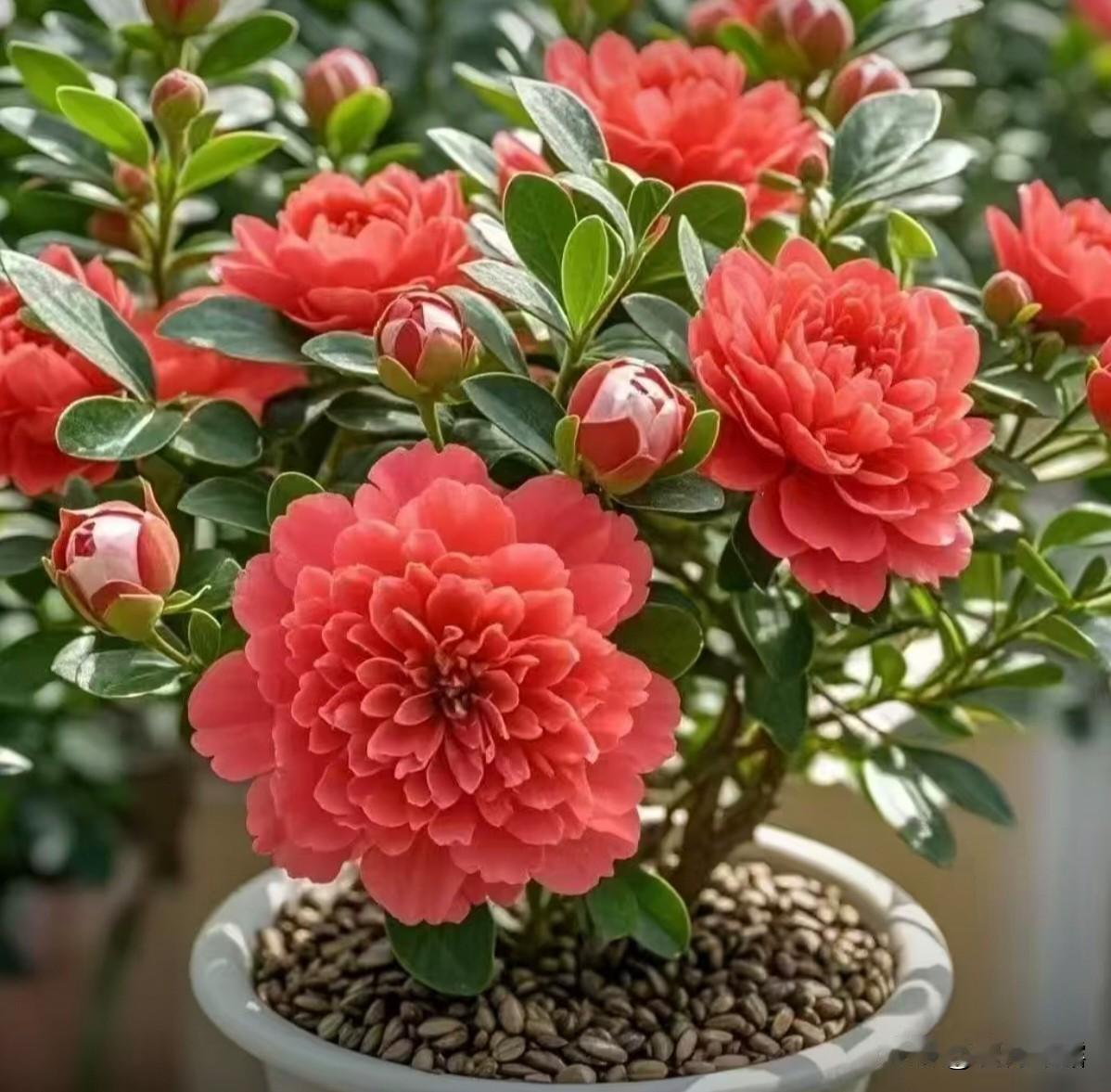 花儿朵朵，鲜艳美丽。
姹紫嫣红，娇艳妩媚！
缤纷多彩，花姿优美，
婀娜多姿，色彩