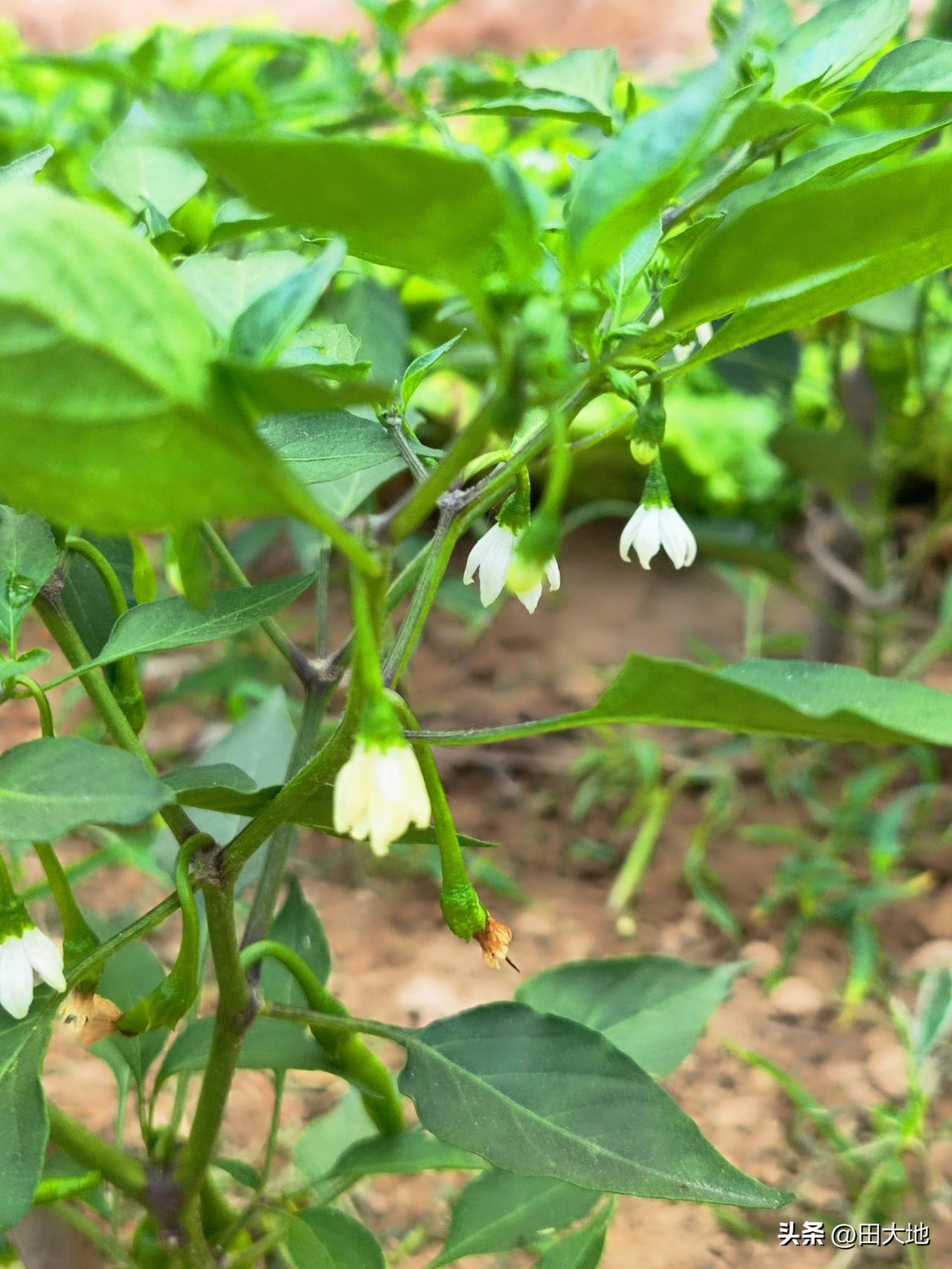 小菜园辣椒🌶️已开花挂果，满树白色花朵，绿色果实，果实累累，好一派丰收景象。