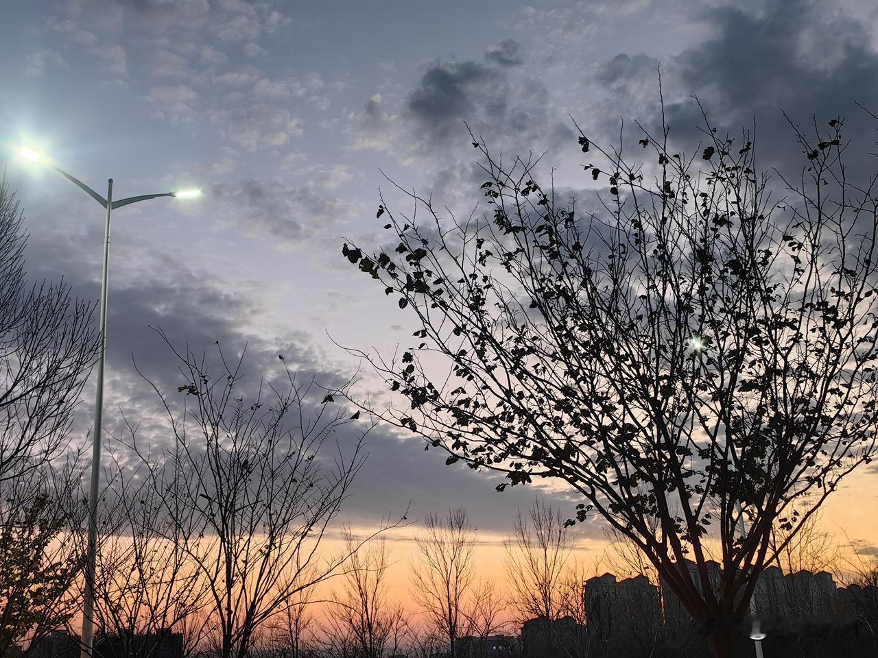 冬日的黄昏从不潦草，云影、枯枝、路灯，都是写给天空的诗。

枯枝接住晚霞，路灯点