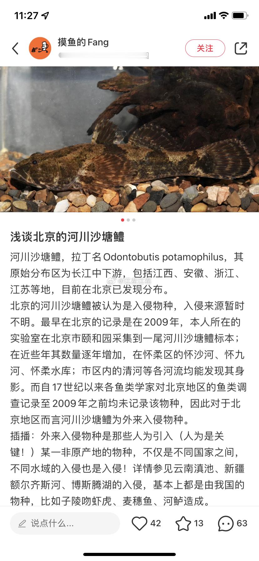 最近两年北京的河里沙塘鳢确实多了起来，这种鱼比较适合路亚逗钓，攻击性比较强。结果