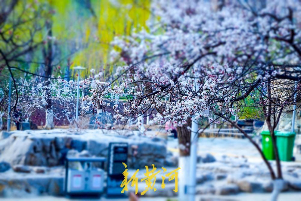 3月13日，随着春日暖阳普照，被誉为济南“最神秘公园”的腊山河公园内，数十棵杏花