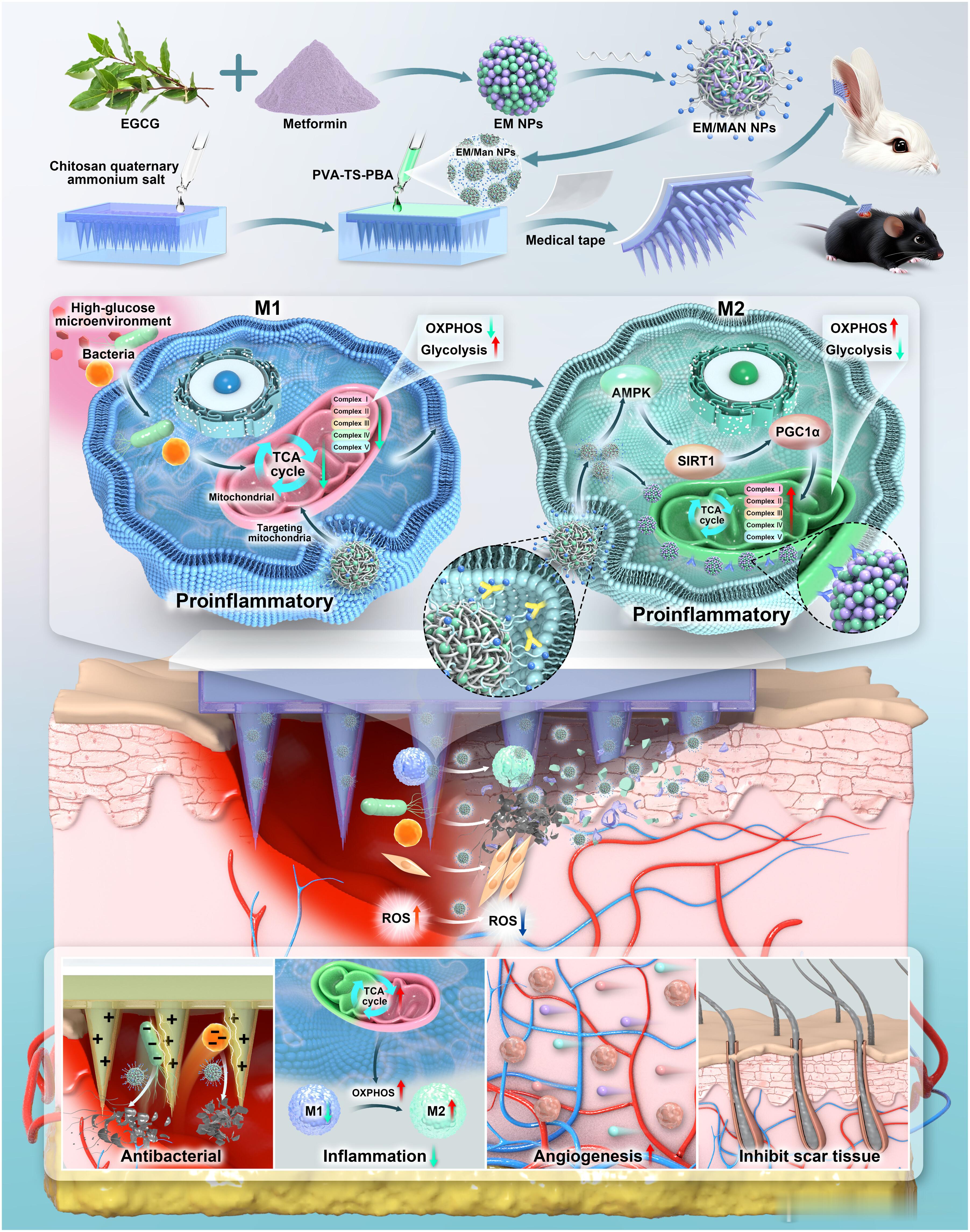 Science子刊：糖尿病伤口无瘢痕愈合新突破！近日，发表在Science Ad