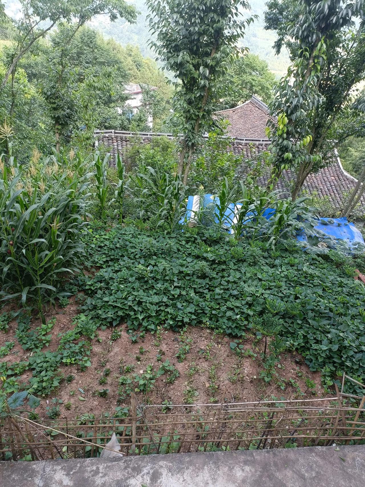 #随手拍风景欣赏#

还是农村的风景好，城市是比不了的。