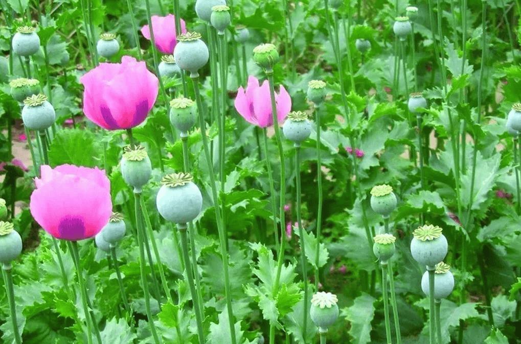 他们知识没有跟随时代科技文化意识变化而扩展，不知道当今社会不仅早已超越农耕时代，