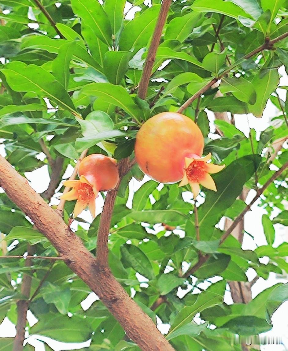 石榴
榴枝婀娜榴实繁，
榴膜轻明榴子鲜。
移根华夏随张骞，
花红子多名长安。