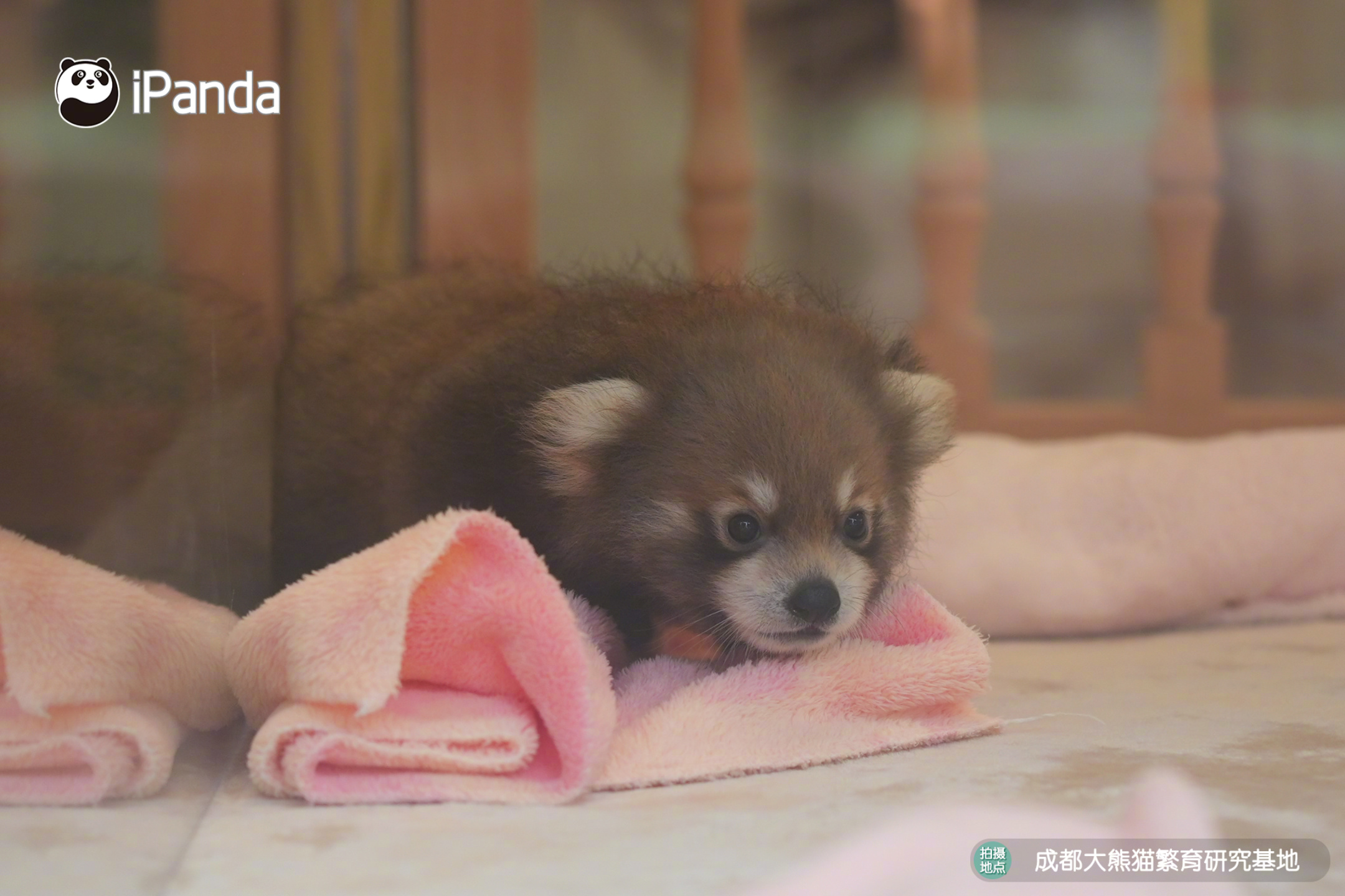 【首次展出！成都熊猫基地2026小熊猫幼崽上新】小熊猫幼崽首秀来袭！红熊猫幼崽原