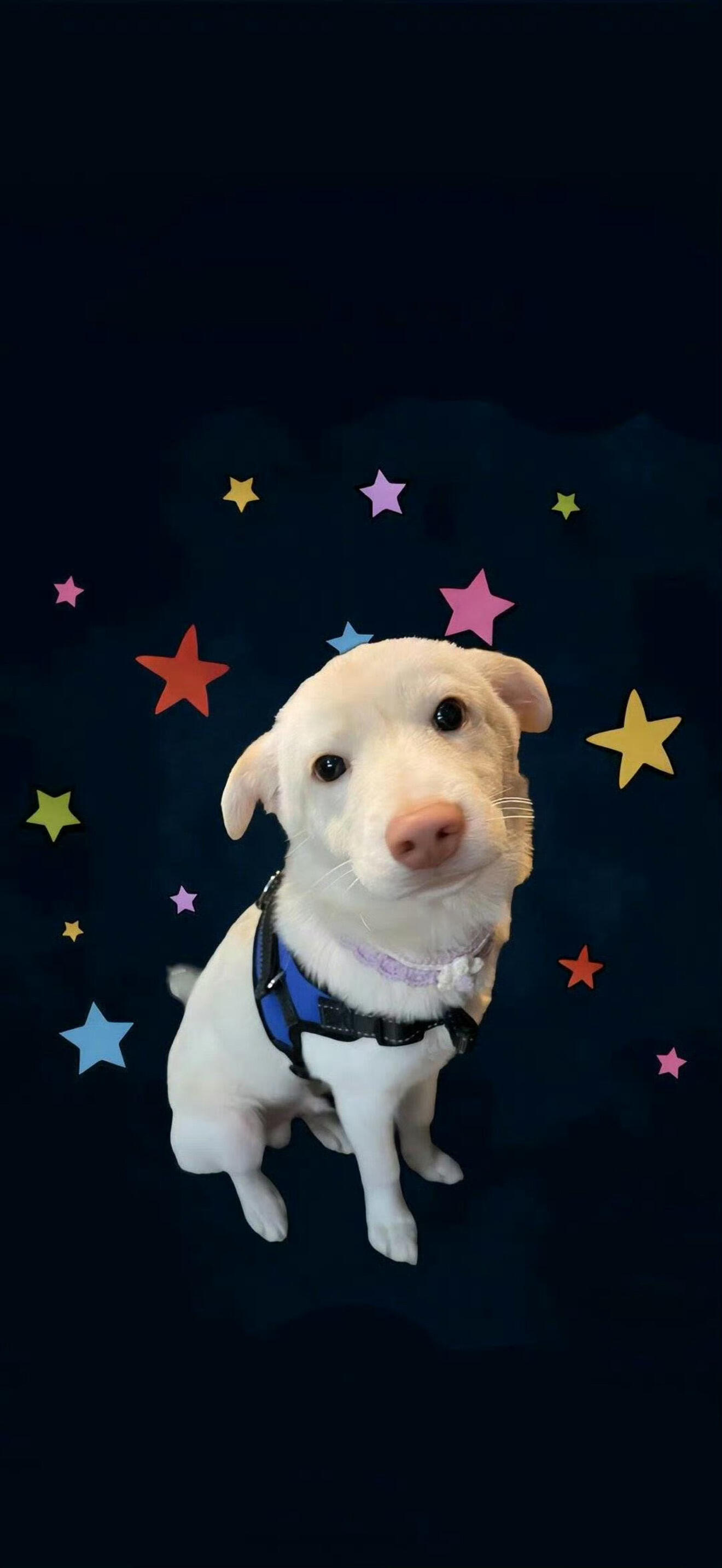 𝑺𝒉𝒂𝒓𝒆高清壁纸24K超清 