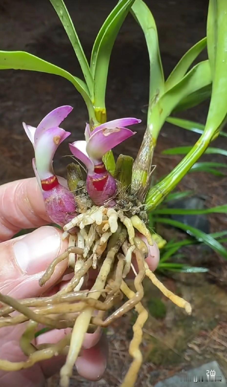 平台这几日总给我推荐一些漂亮兰花视频，但据说现在挖兰是犯法的事，我也不知道平台这