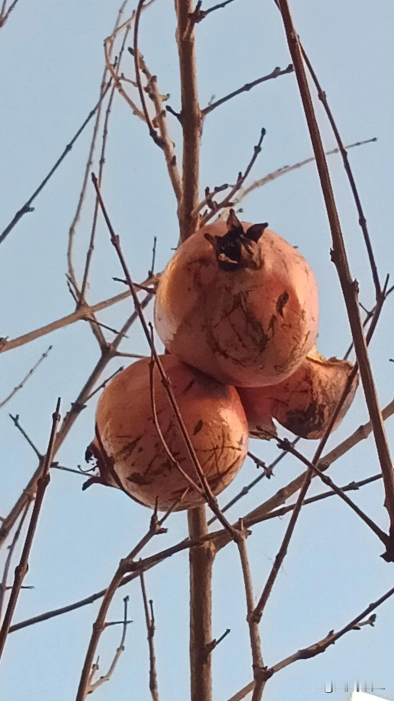 也曾艳丽吐芬芳，
如今披甲傲冰霜。
岁月沧桑多少事，
酝酿成诗待春光。

小区里