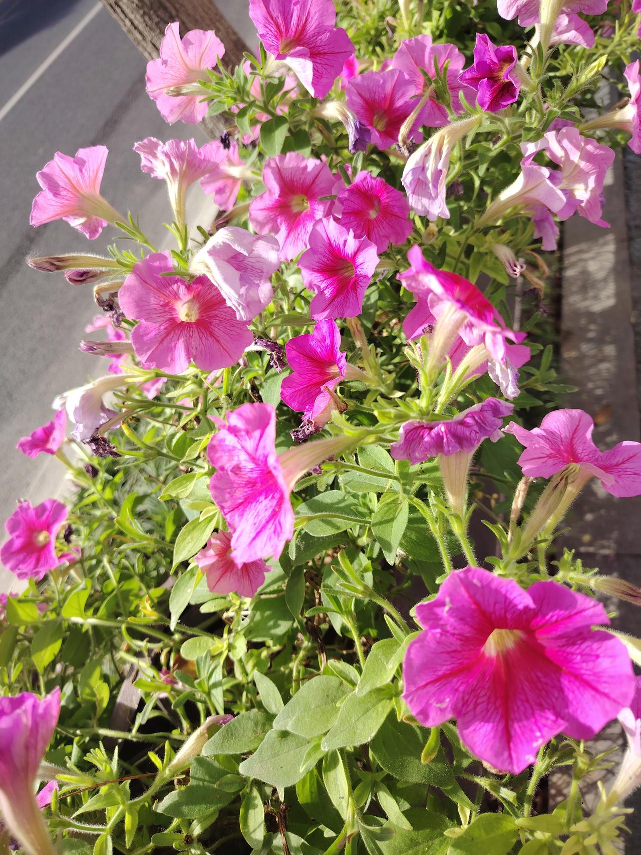 相册里的花花草草