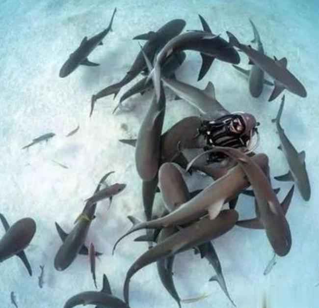 1996年，一名美女潜水员在海里游泳时，遇到了一条嘴里含着挂钩的鲨鱼，好心的女子