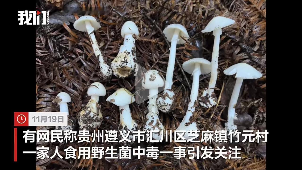 就因为采了几朵看着“朴素无害”的白蘑菇，贵州一家4口全中了毒，5岁小丫头只吃2片