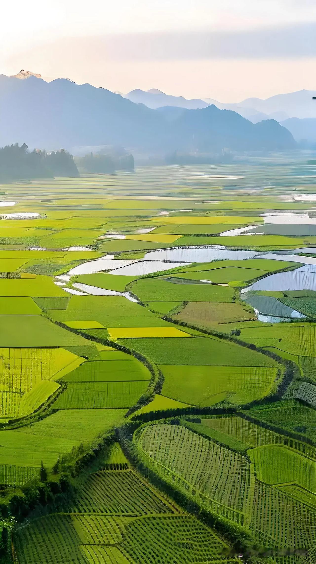 田园诗意，绿意盎然，春意盎然稻田风光🧡 麦田地景色 稻田美景分享 十里画廊稻田