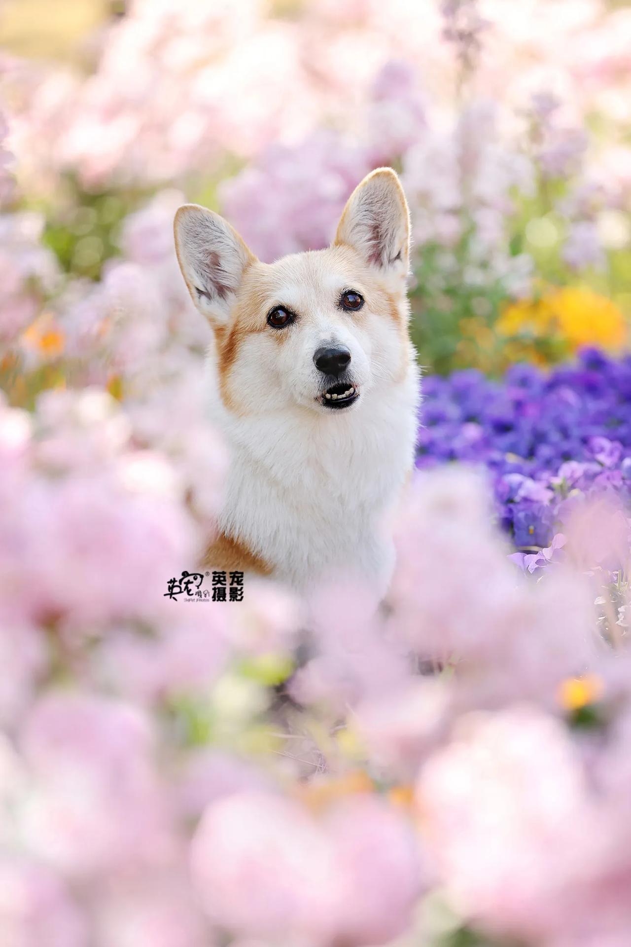 在花花里没起来🤩
【上海拍摄】