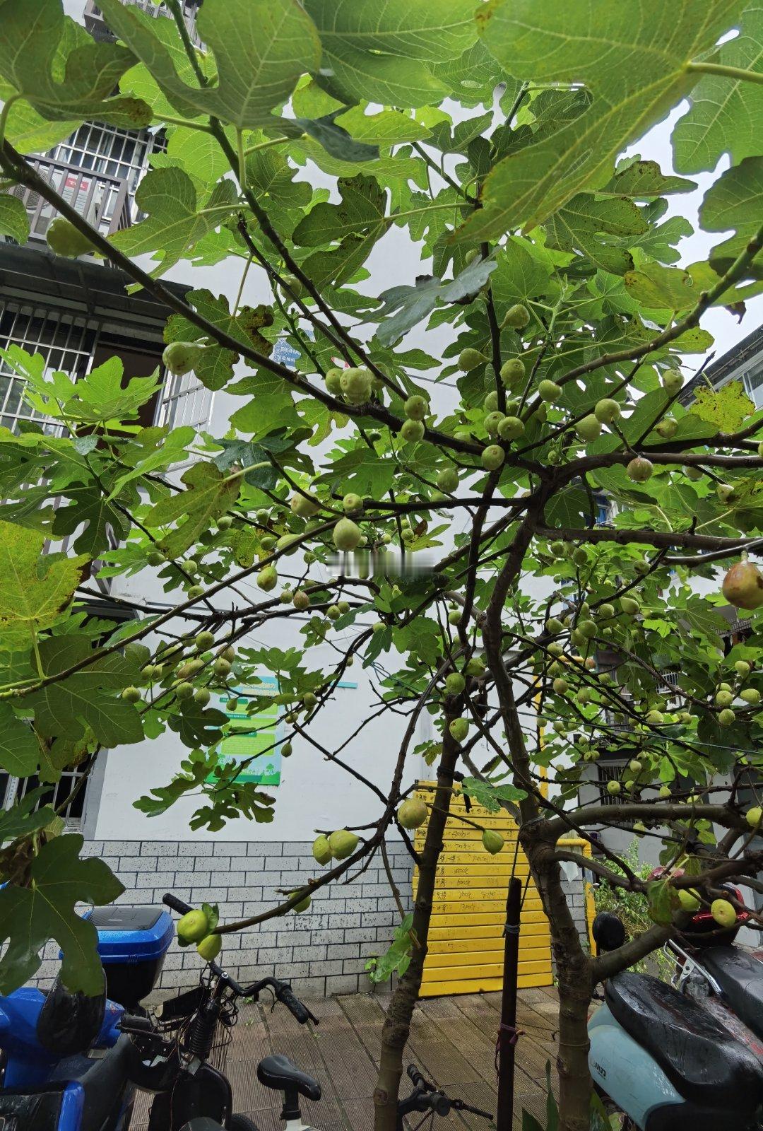 看看绍兴路边无花果树的挂果率。[允悲]这种无花果树基本上就是无人管料的行道树。 