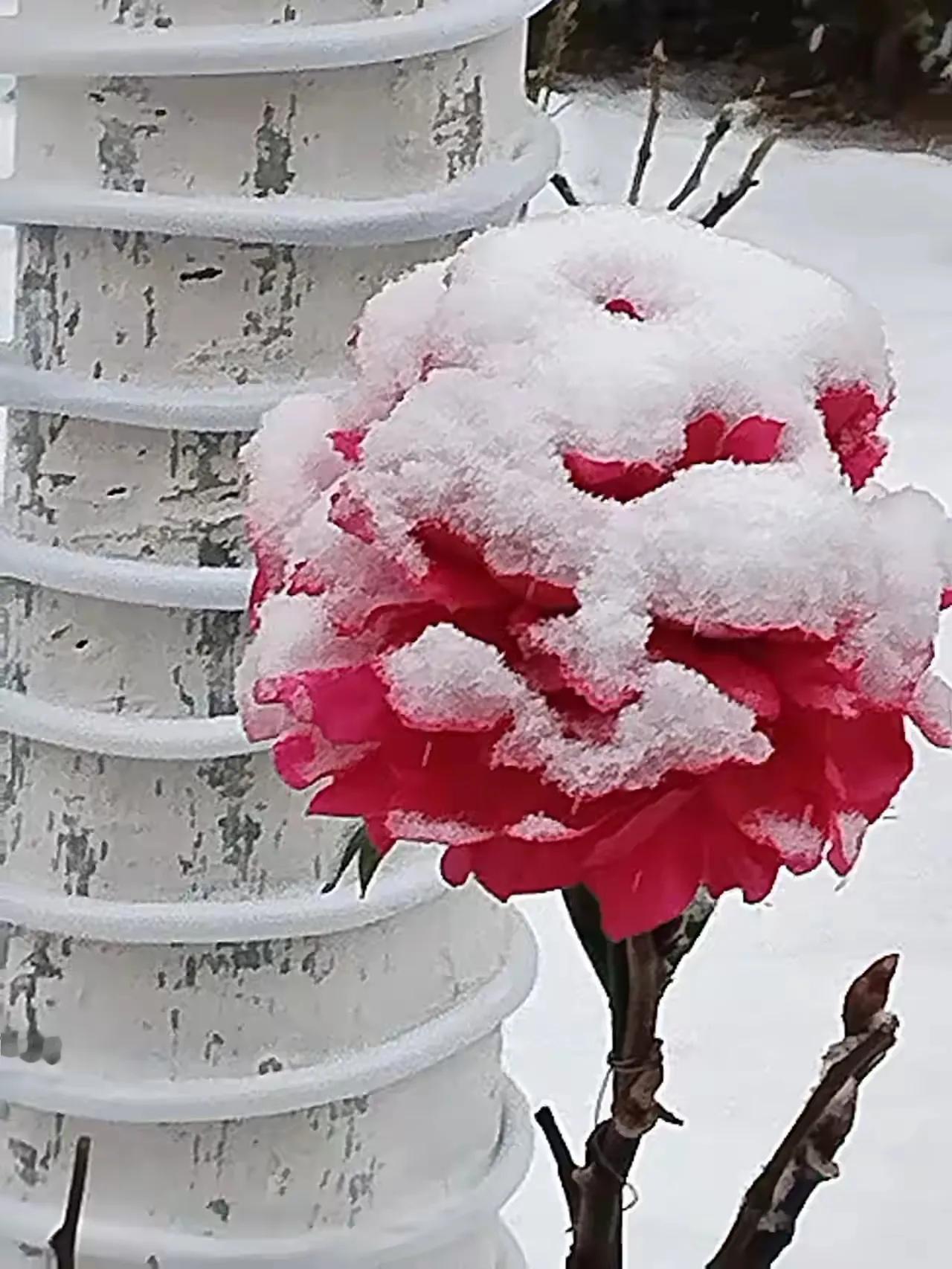 七律•寒冬到
寒冬原野静悄悄，
为有麦田绿色娇。
大雪翻飞松戴帽，
狂风吹打不弯