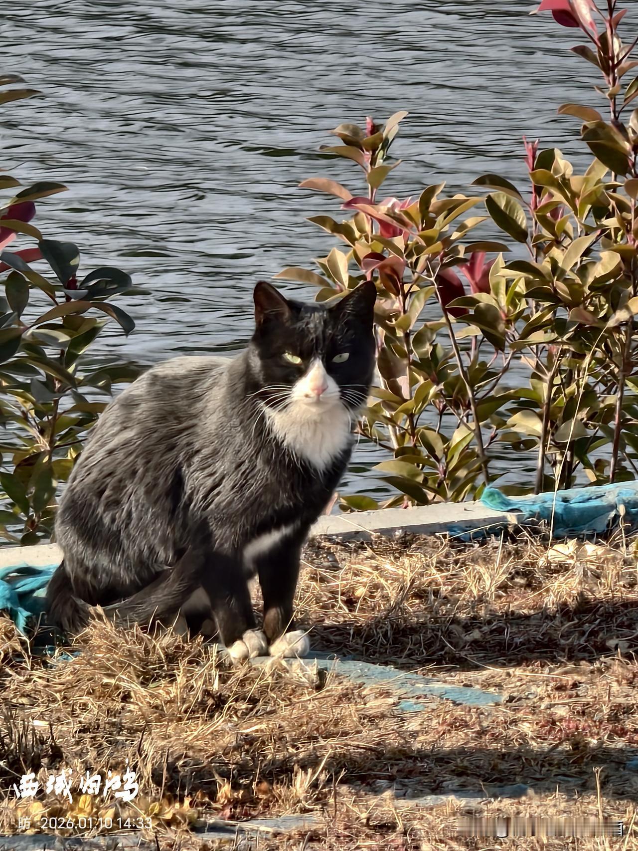 晒晒你相册里的流浪猫照片挡不住的犀利眼神