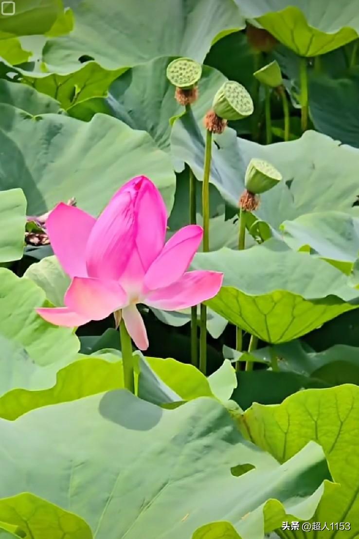 ☀又是美好的一天！
🥰笑容，
带来了一天的好运；

🥳快乐，
☀迎来灿烂的日