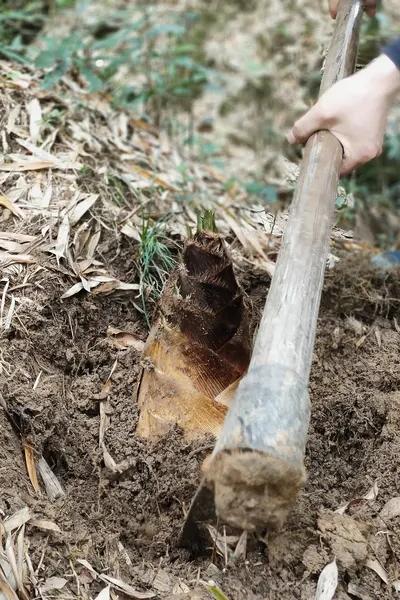 挖笋其实不轻松，小环线几公里，边走边找笋得有点体力。不过当看到笋头冒出来，就觉得