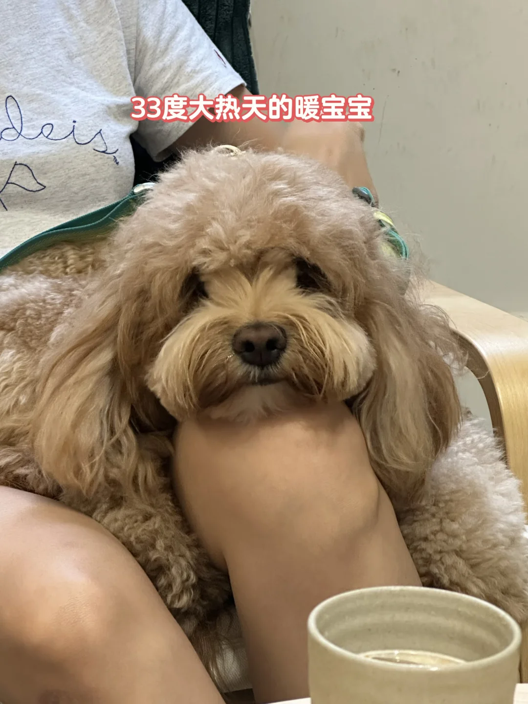 小狗的周末plog