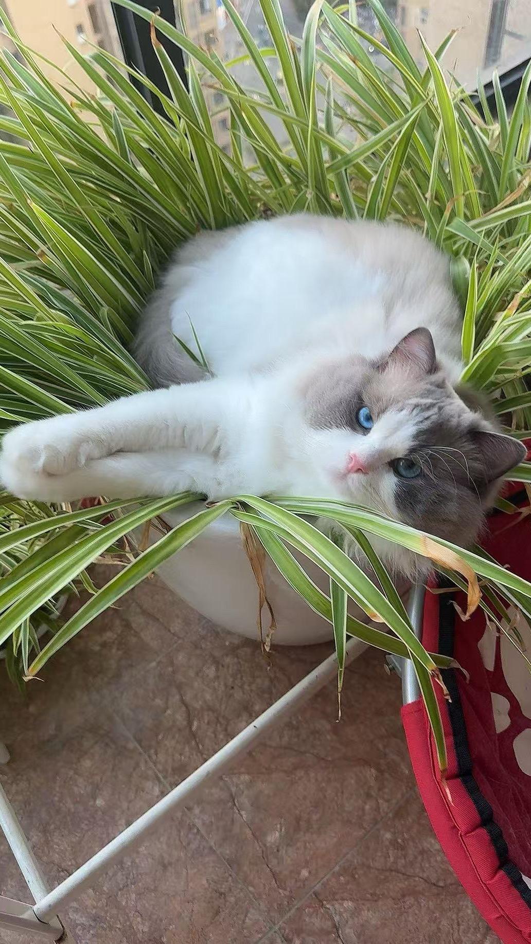 猫草来的。