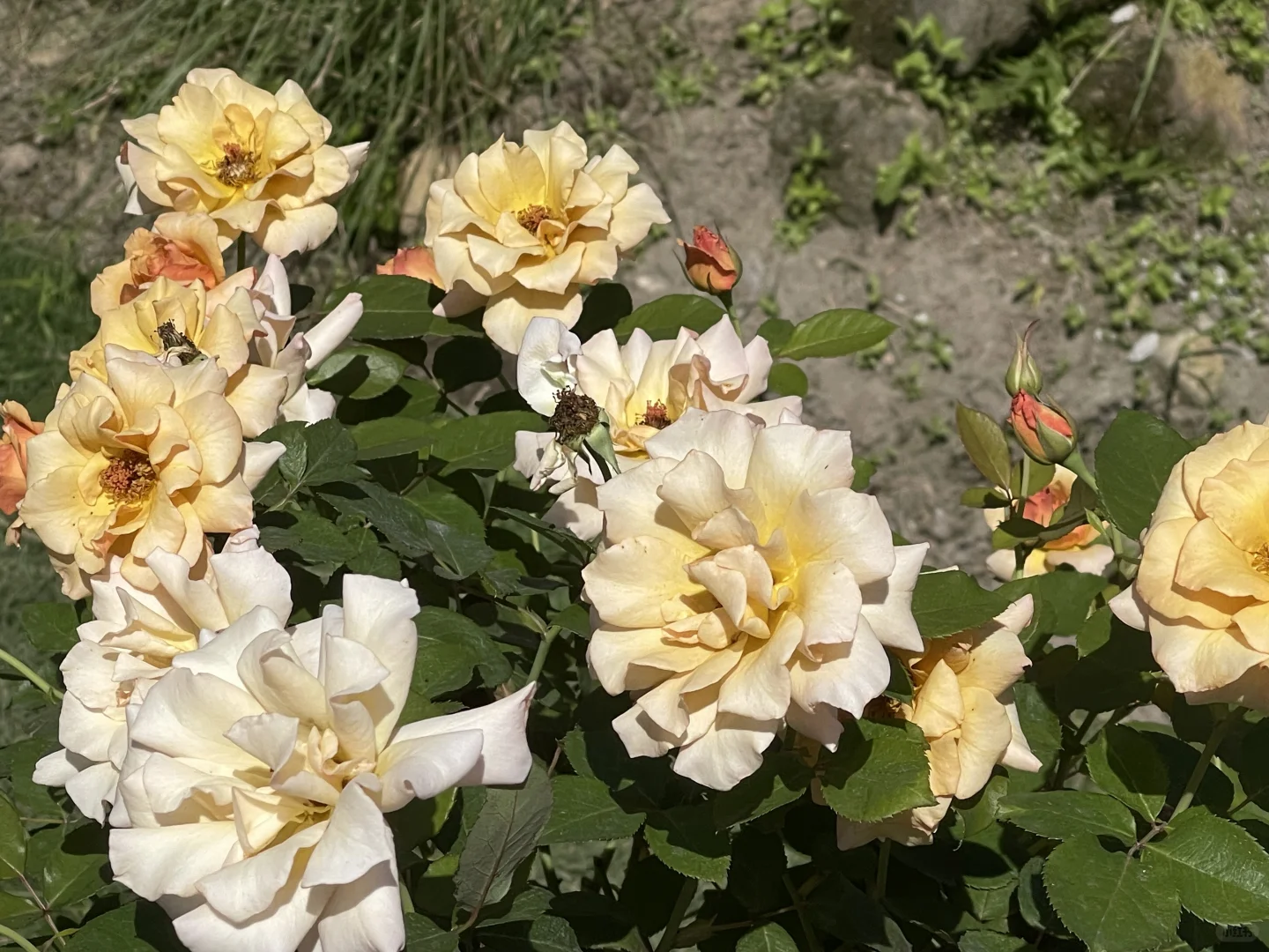 河本月季秋花