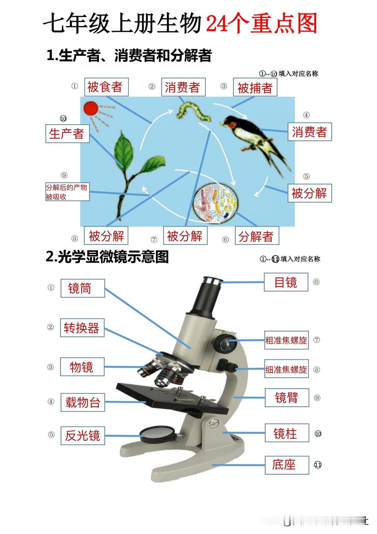 【七年级上册生物24个重点图🔥】
七年级上册生物，初中生物！