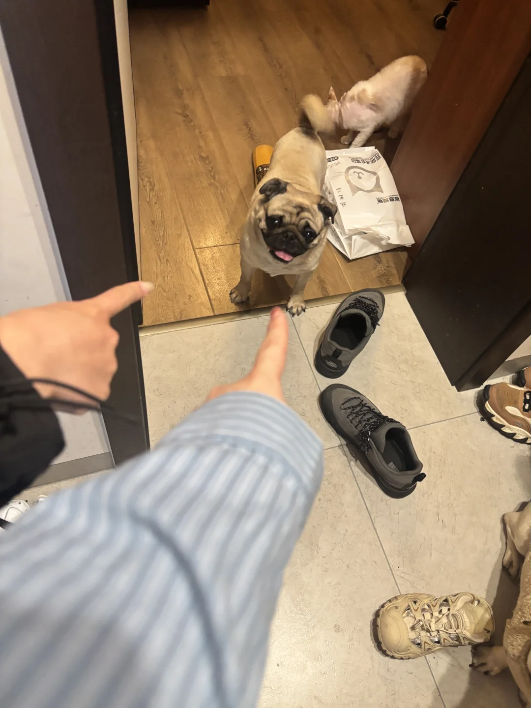 指认坏狗