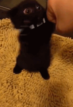 天呐，这么可爱的小煤球！