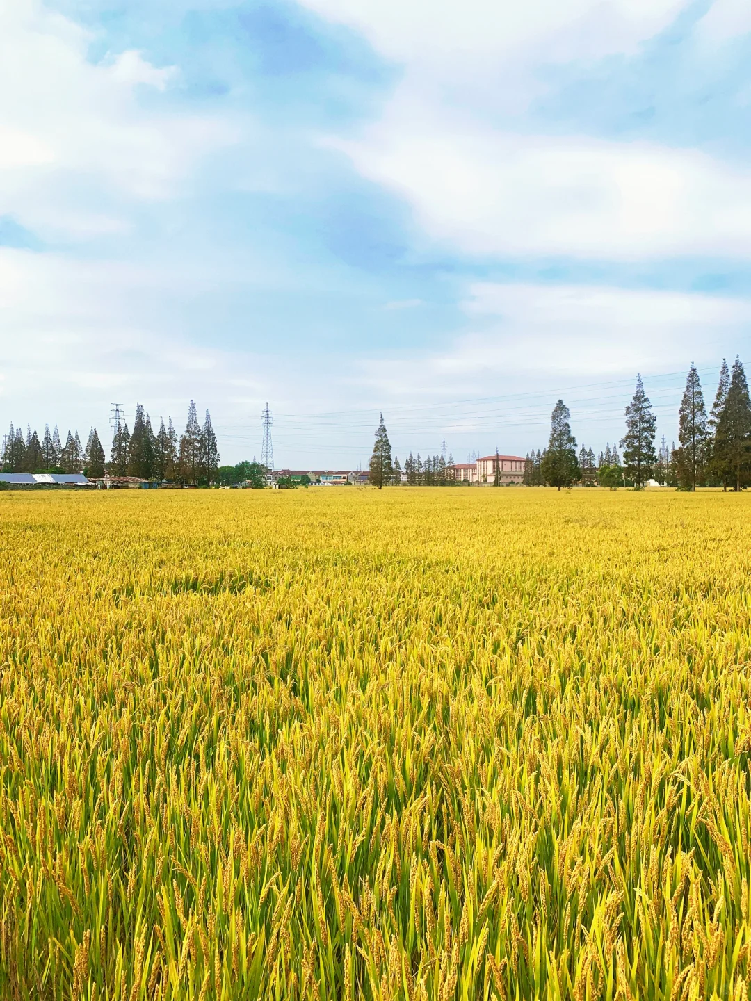 田园姑娘🌾