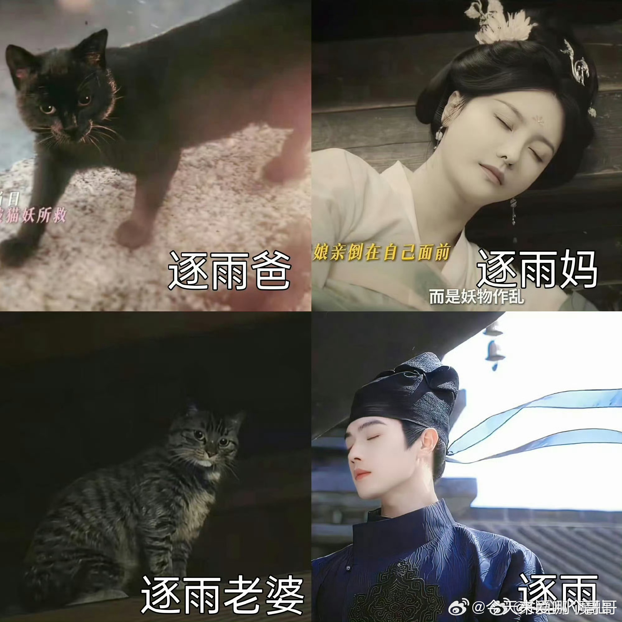 实锤了，梅逐雨是猫控 ​​​