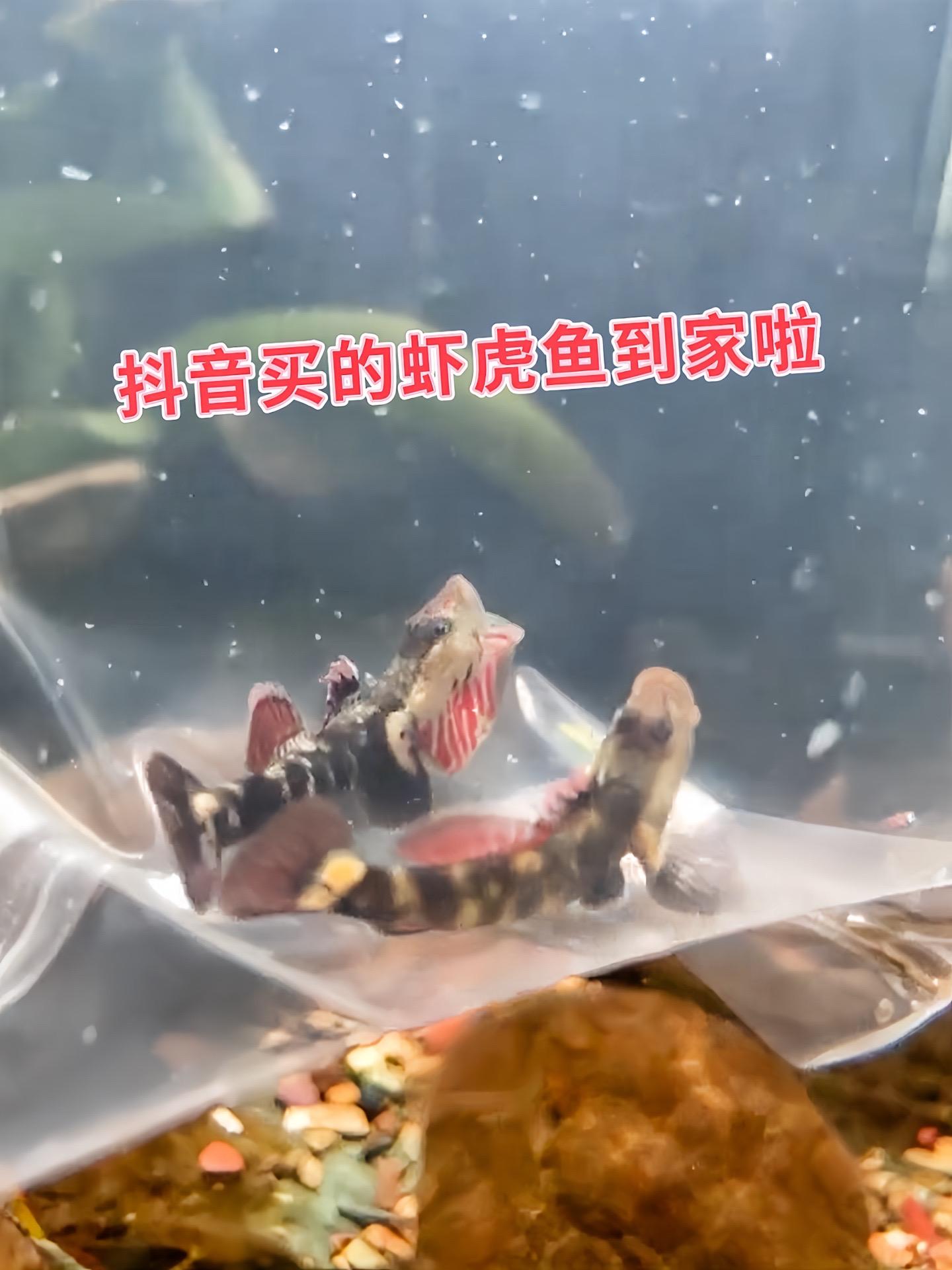 虾虎鱼：小身材，大魅力。1. 灵动萌趣，颜值担当：虾虎鱼身形小巧，模样...