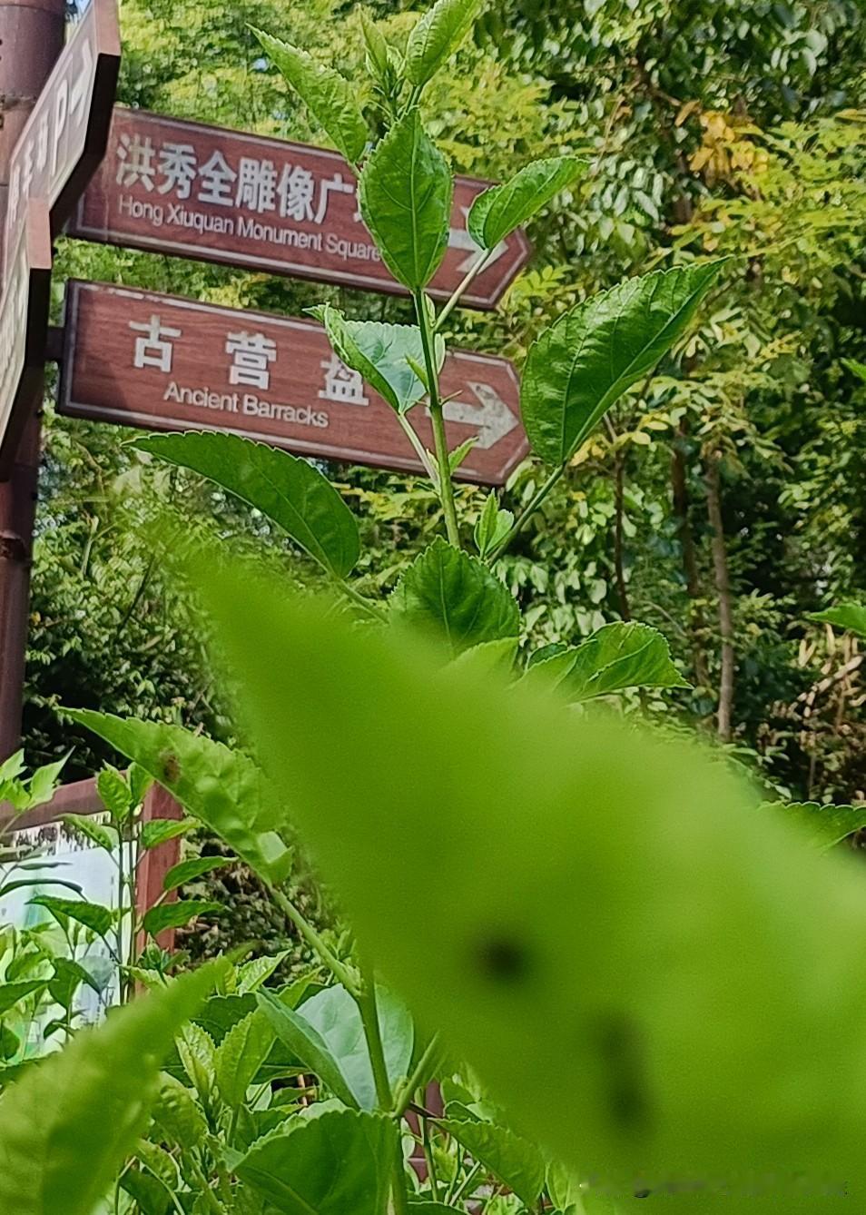 金田营盘游一游，
现在正是桂平最热的时候，
正好有车去金田，
加上又有个免费的资