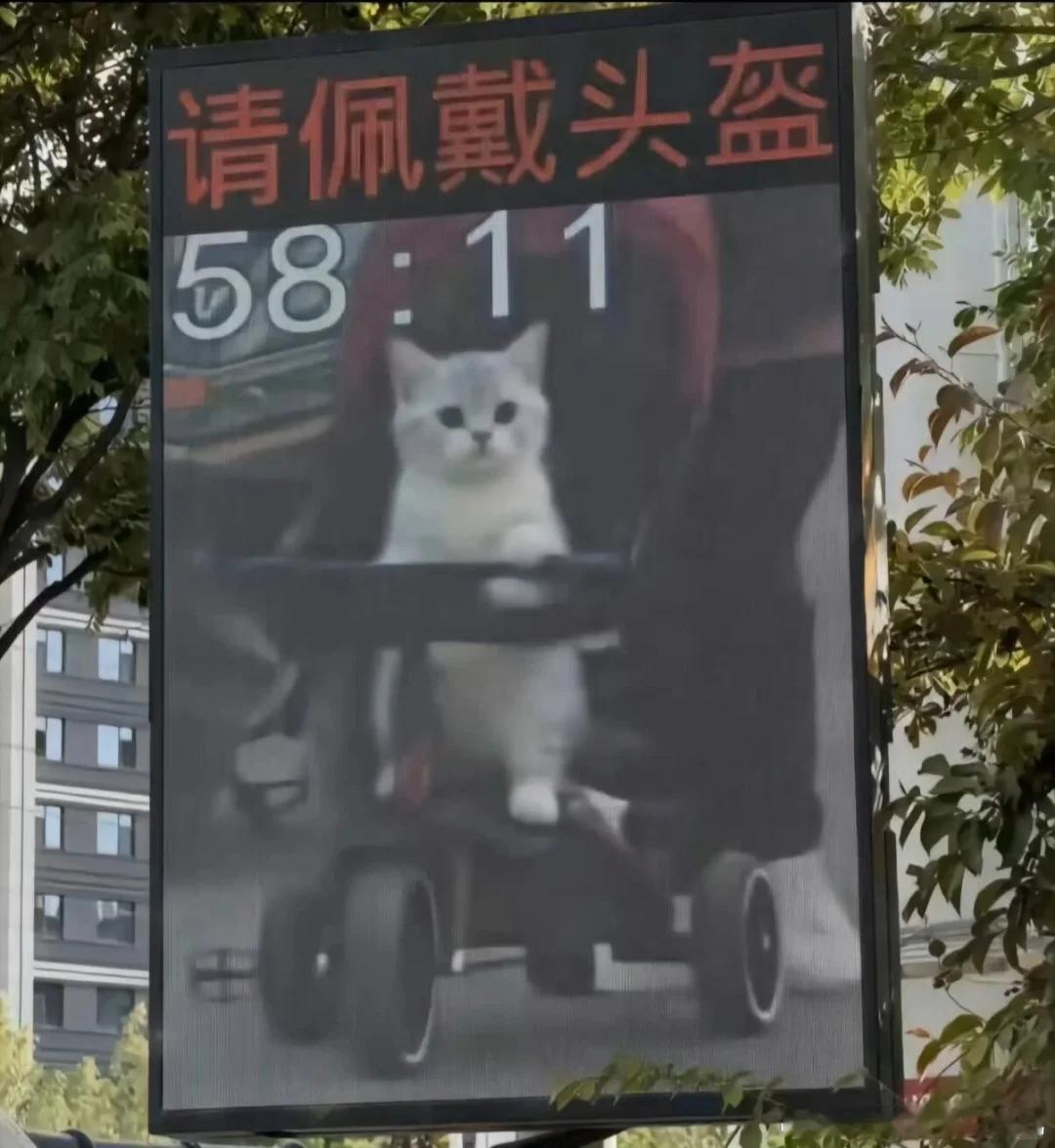 小猫：怎样 你要吊销我的婴儿车吗 ​​​