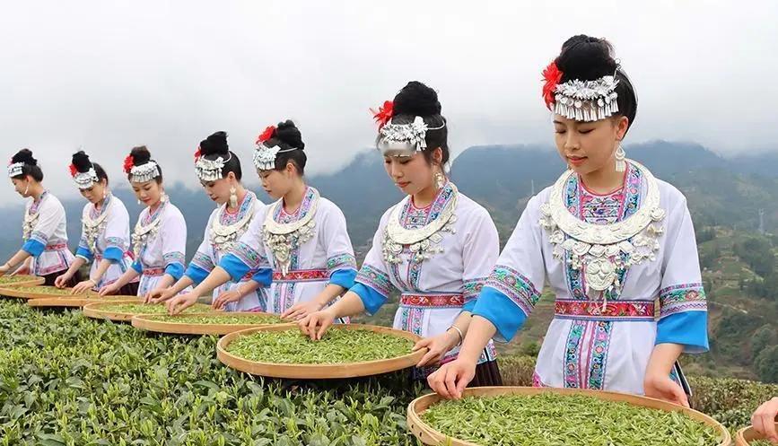 【夏日解暑不喝甜饮！广西三江高山云雾茶，一口鲜爽回甘，喝出侗乡原生态茶香】

盛