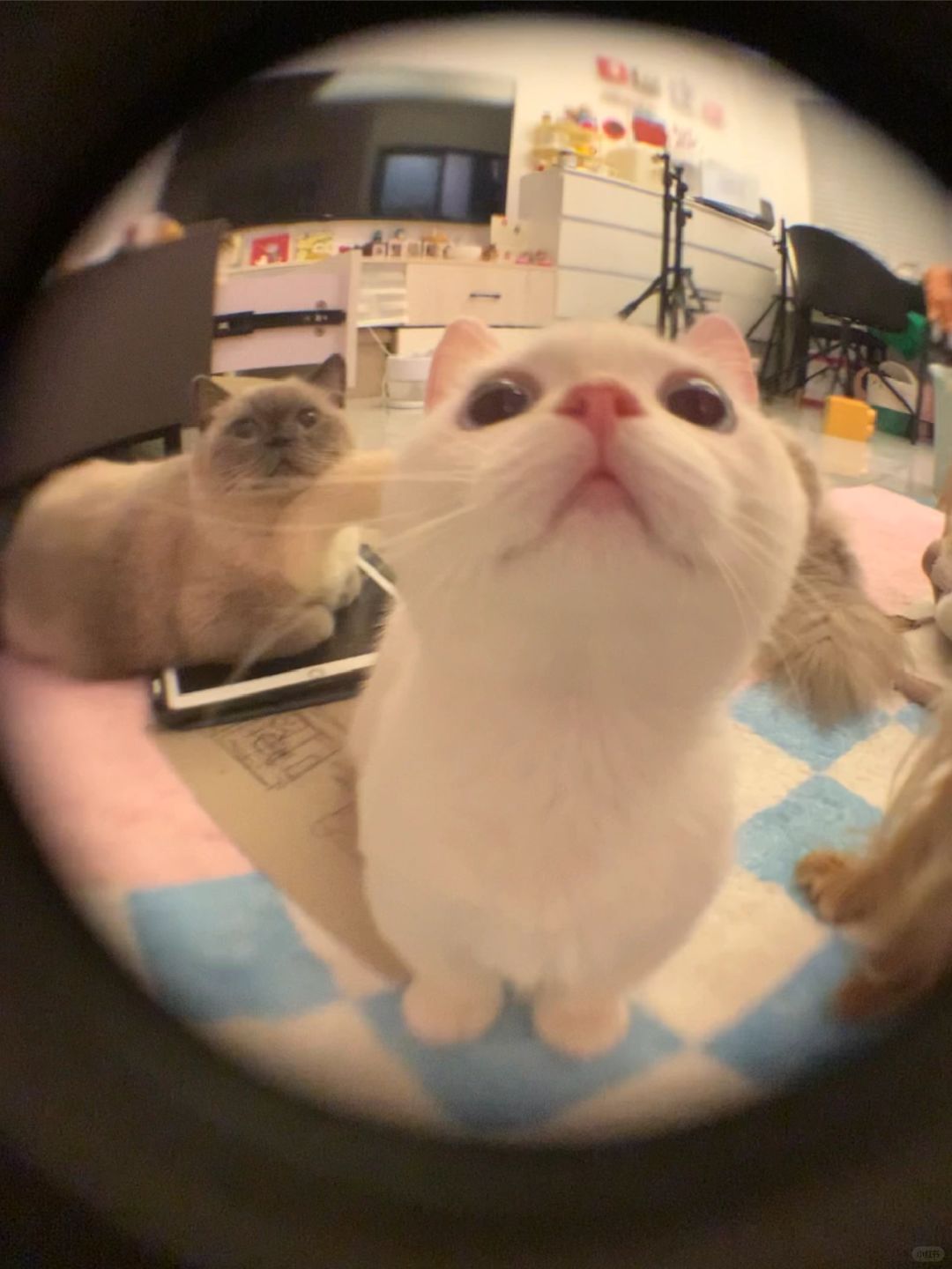 ee 开门 素我鼠鼠