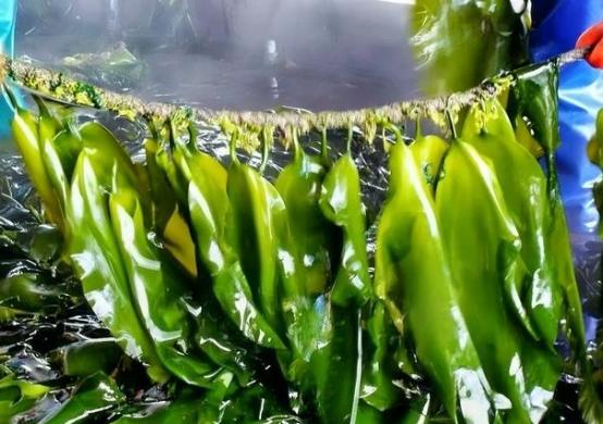 早在2005年的时候，海带就被科学家排除出了植物的圈子，因为人们发现按照二分法，