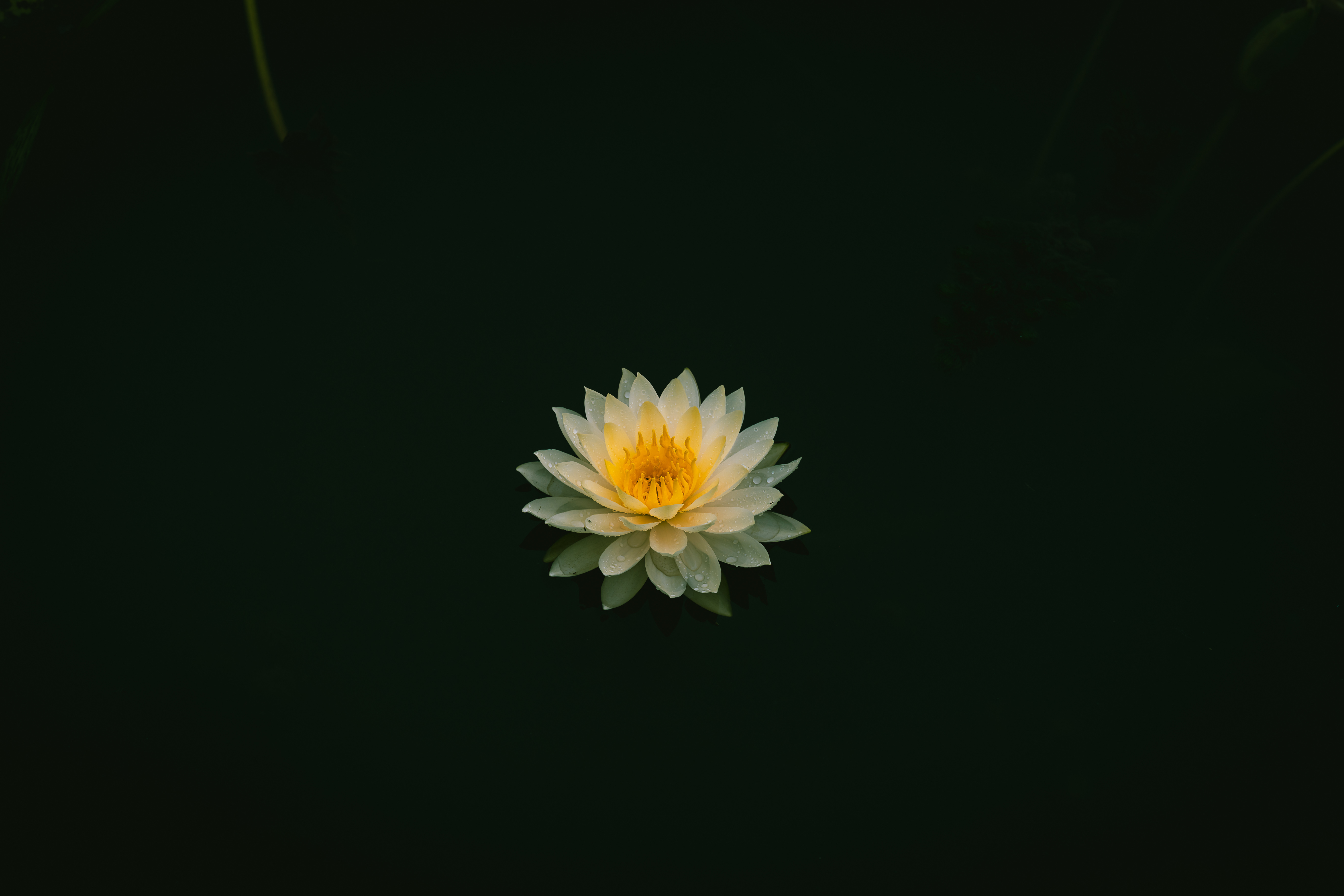 分享图片 