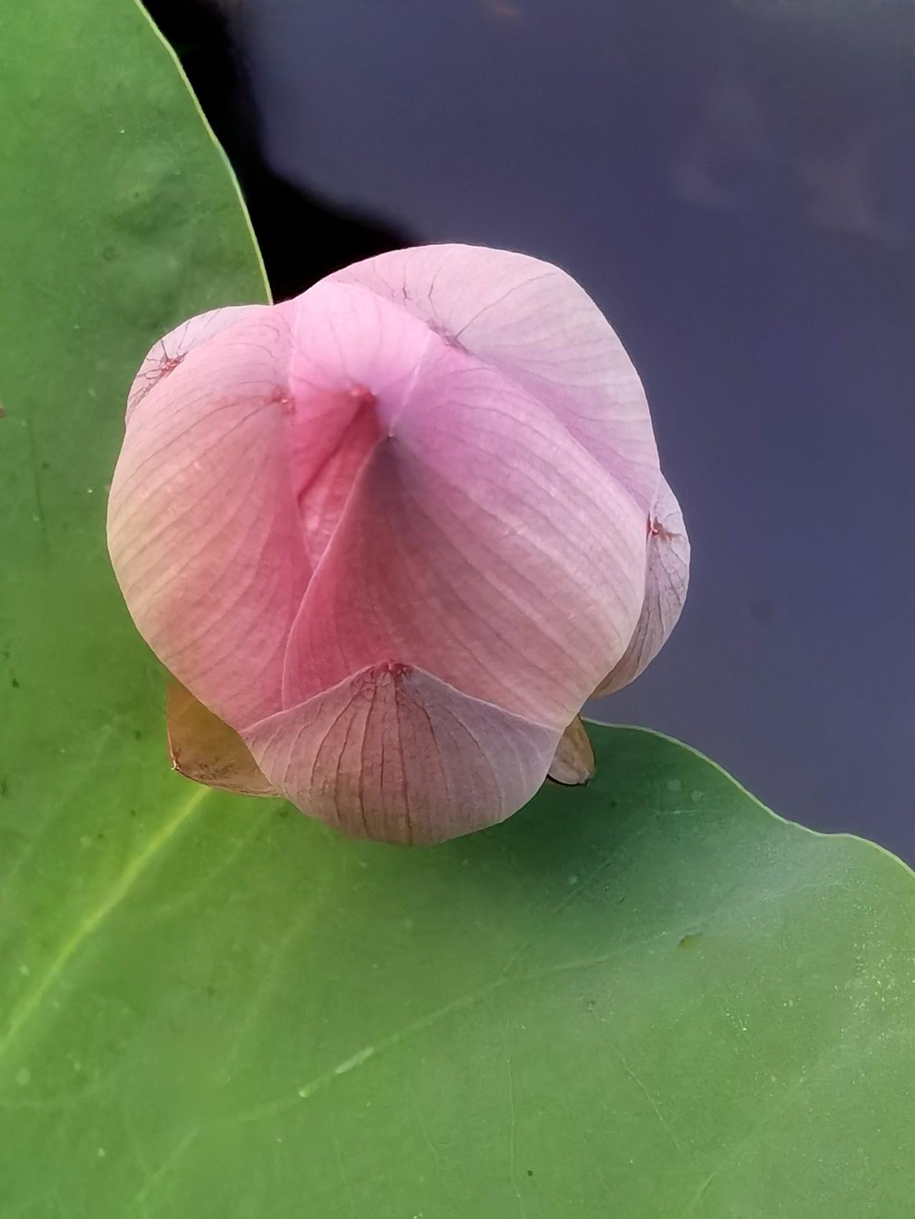 这个荷花菡萏像不像大蒜头？