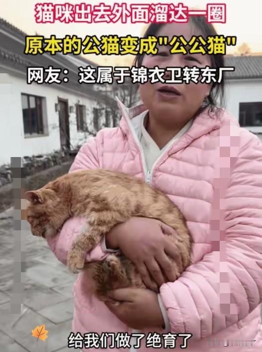 一女子养了一只公猫，不料，猫咪私自跑出去玩，几天后猫咪回家，女子发现猫咪已变成“