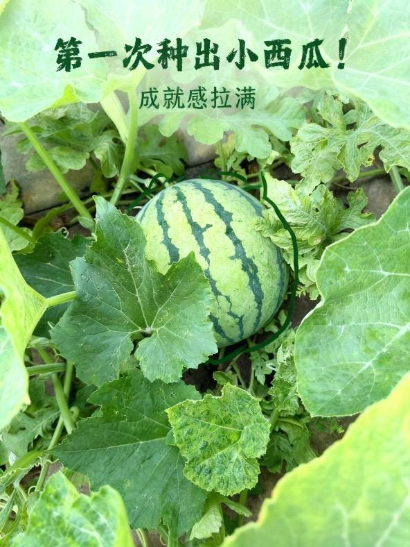 夏至小常识
