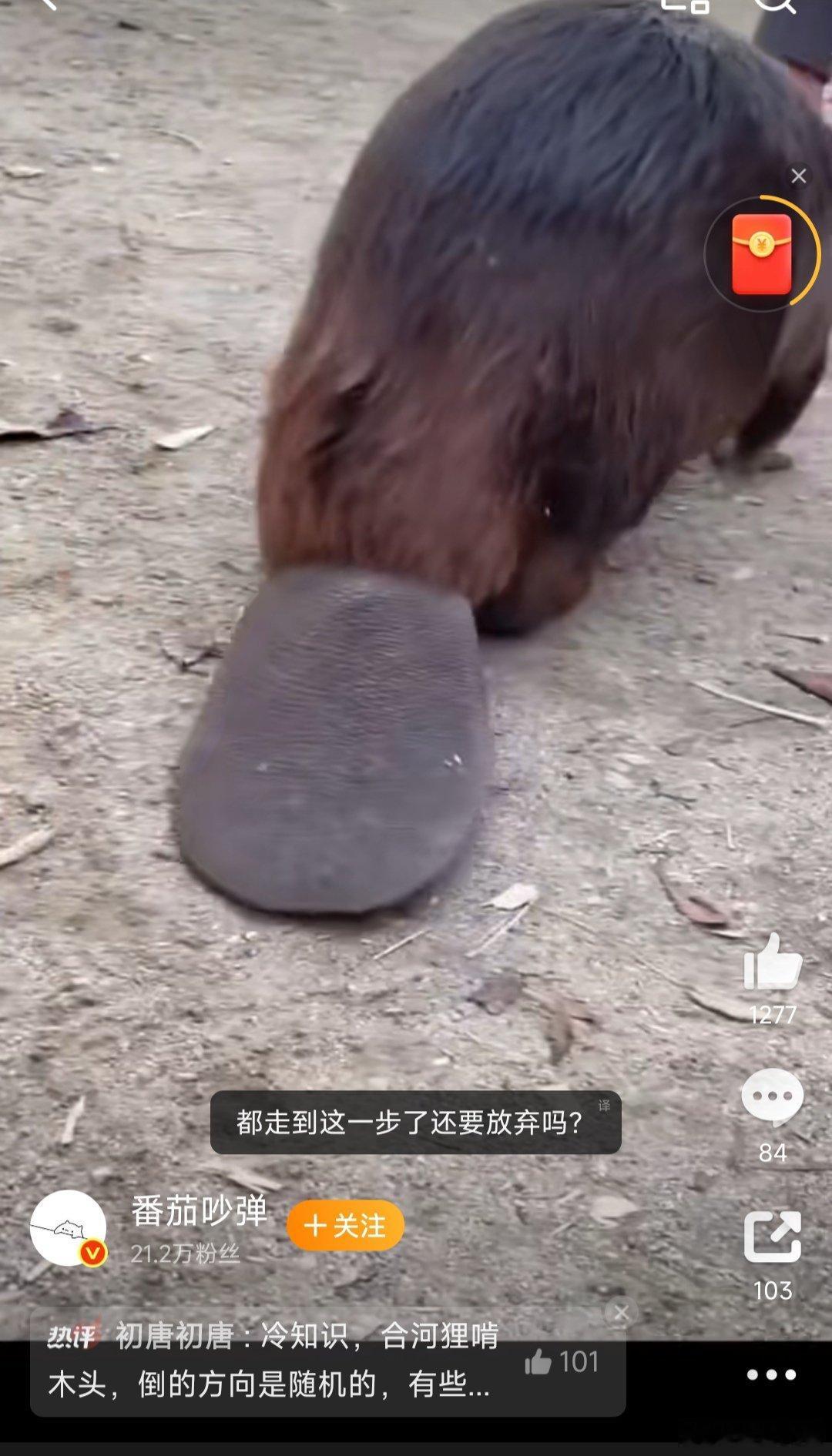 河狸已经连续啃了15分钟第一次知道河狸的尾巴长这样！看起来像鸭嘴兽的尾巴。一个扁