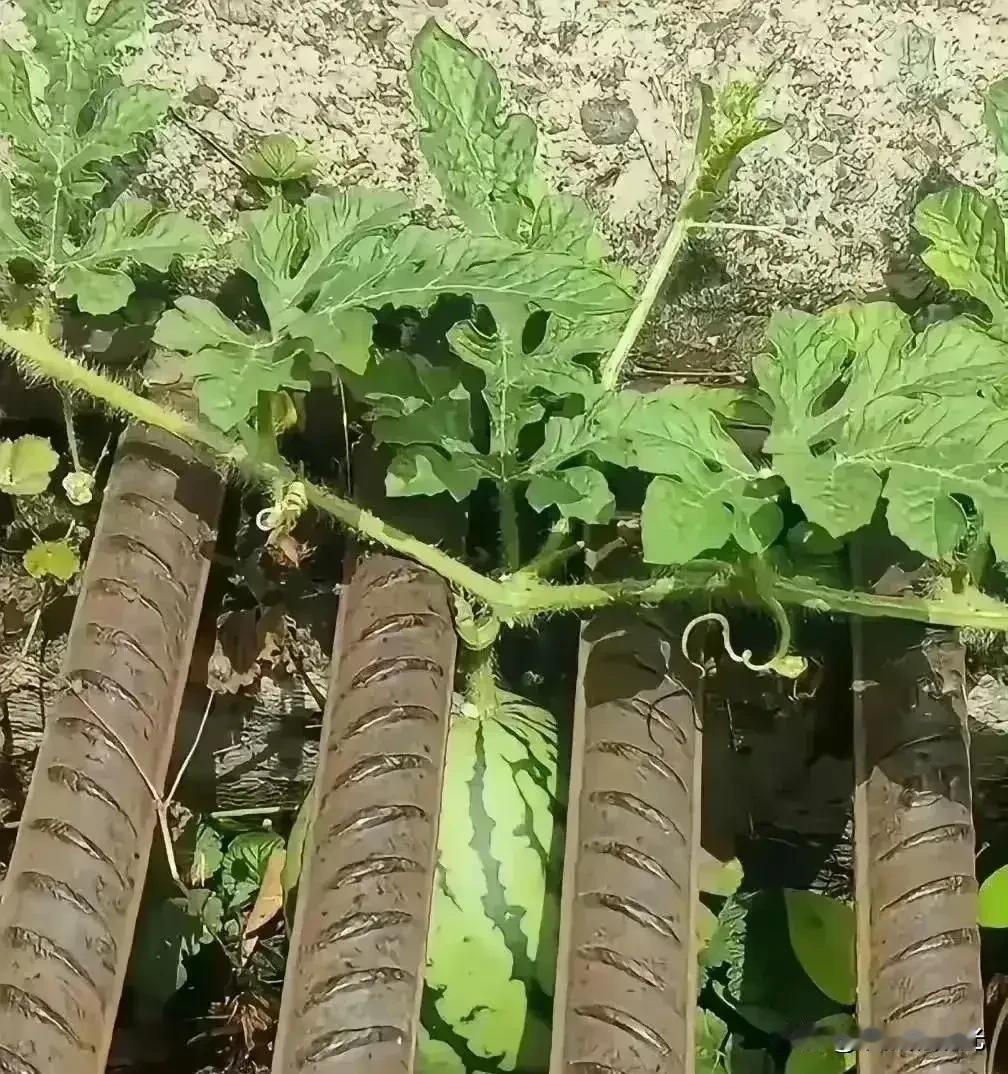 请问这瓜怎么吃？
吃瓜 瓜