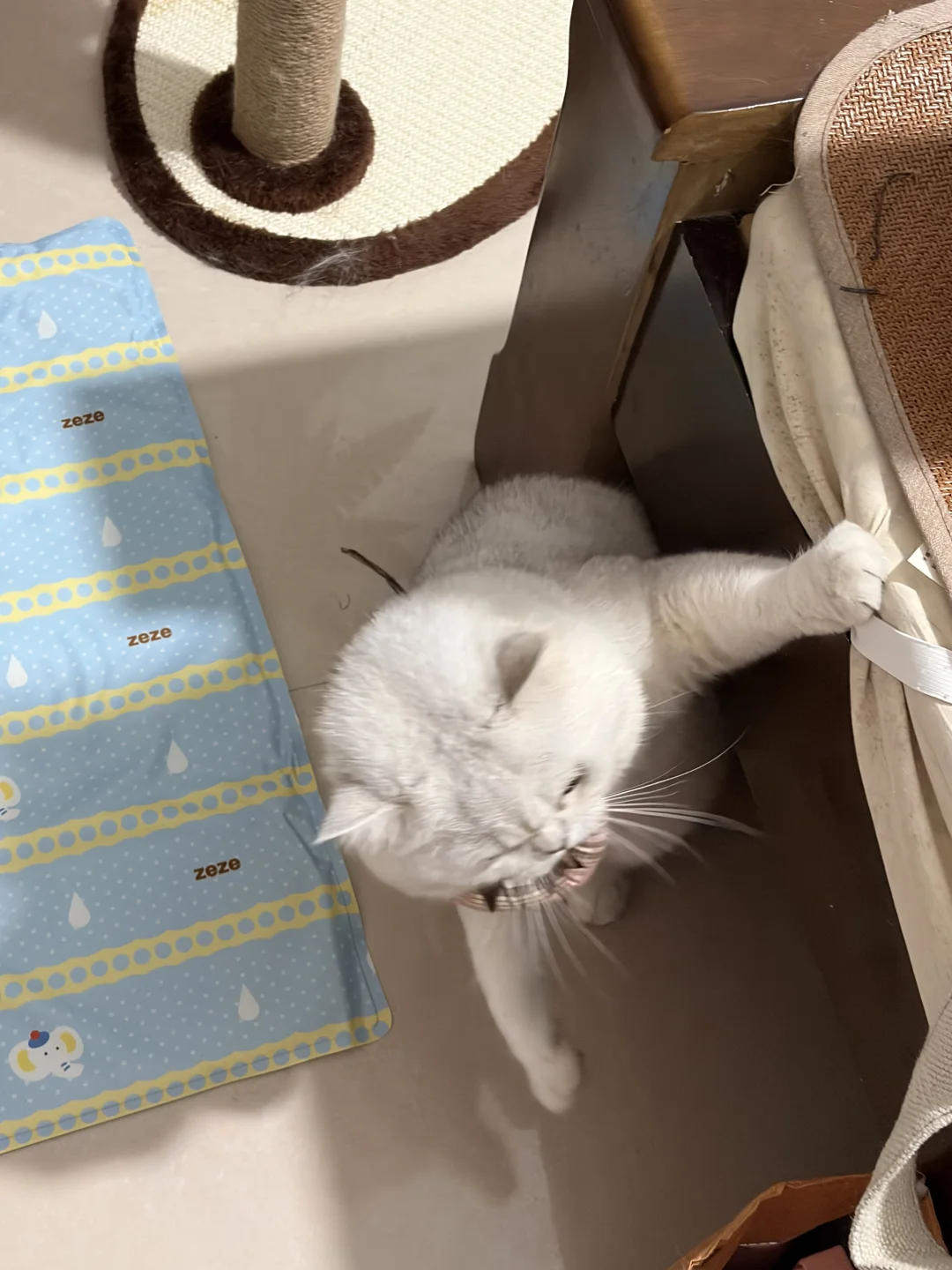 一定要点开动图～