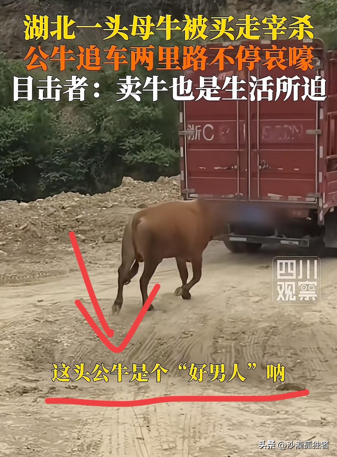 破防了！5月8日湖北丹江口，母牛被买家拉去宰杀，朝夕相伴的公牛当场失控，一路狂追