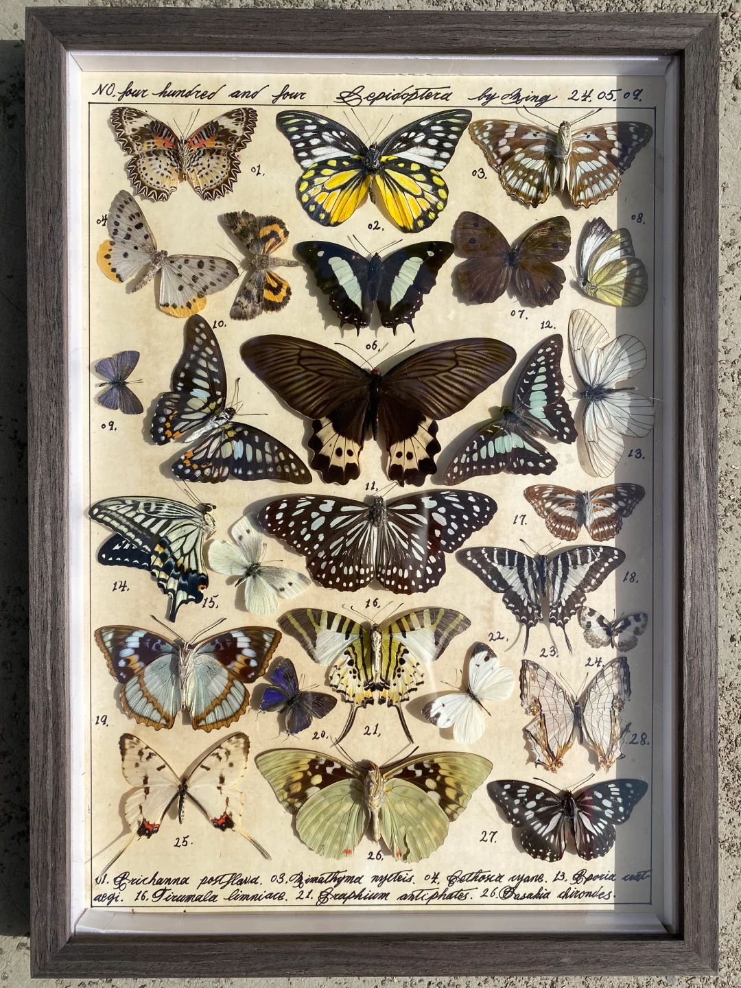 标本 昆虫 蝴蝶标本 蝴蝶