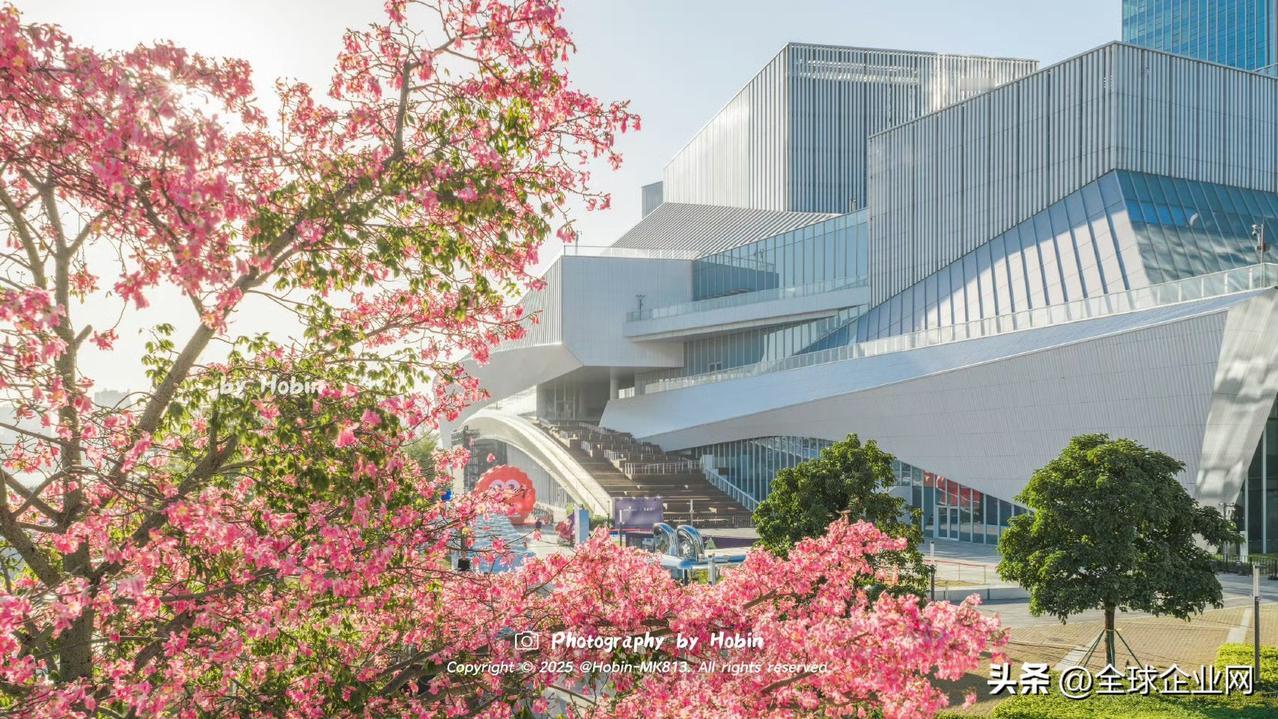 广州冬天有粉粉的异木棉🌸
花瓣飘落，整座城都下起了粉色的雪 ​
