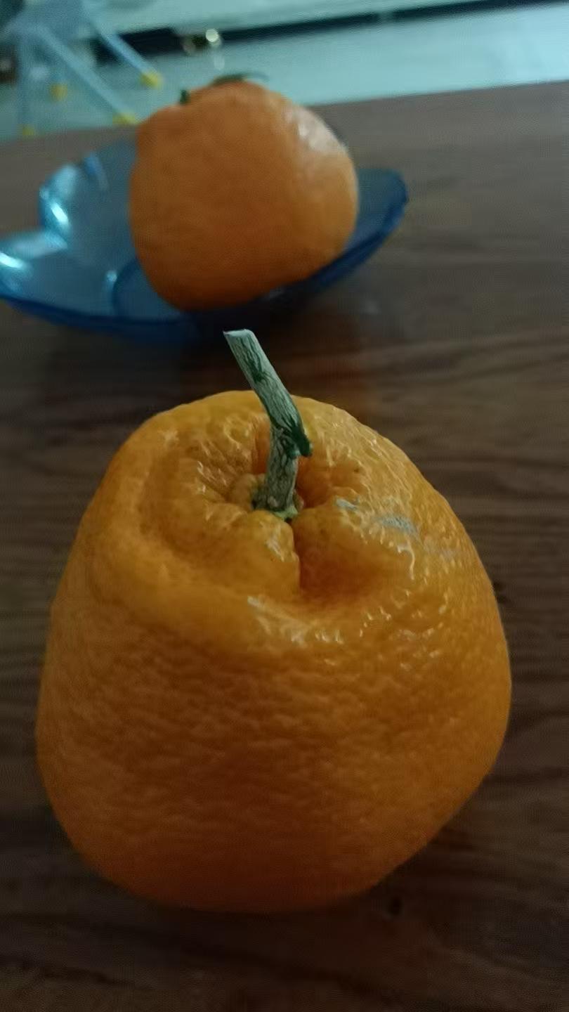 桔祥如意，事事顺心