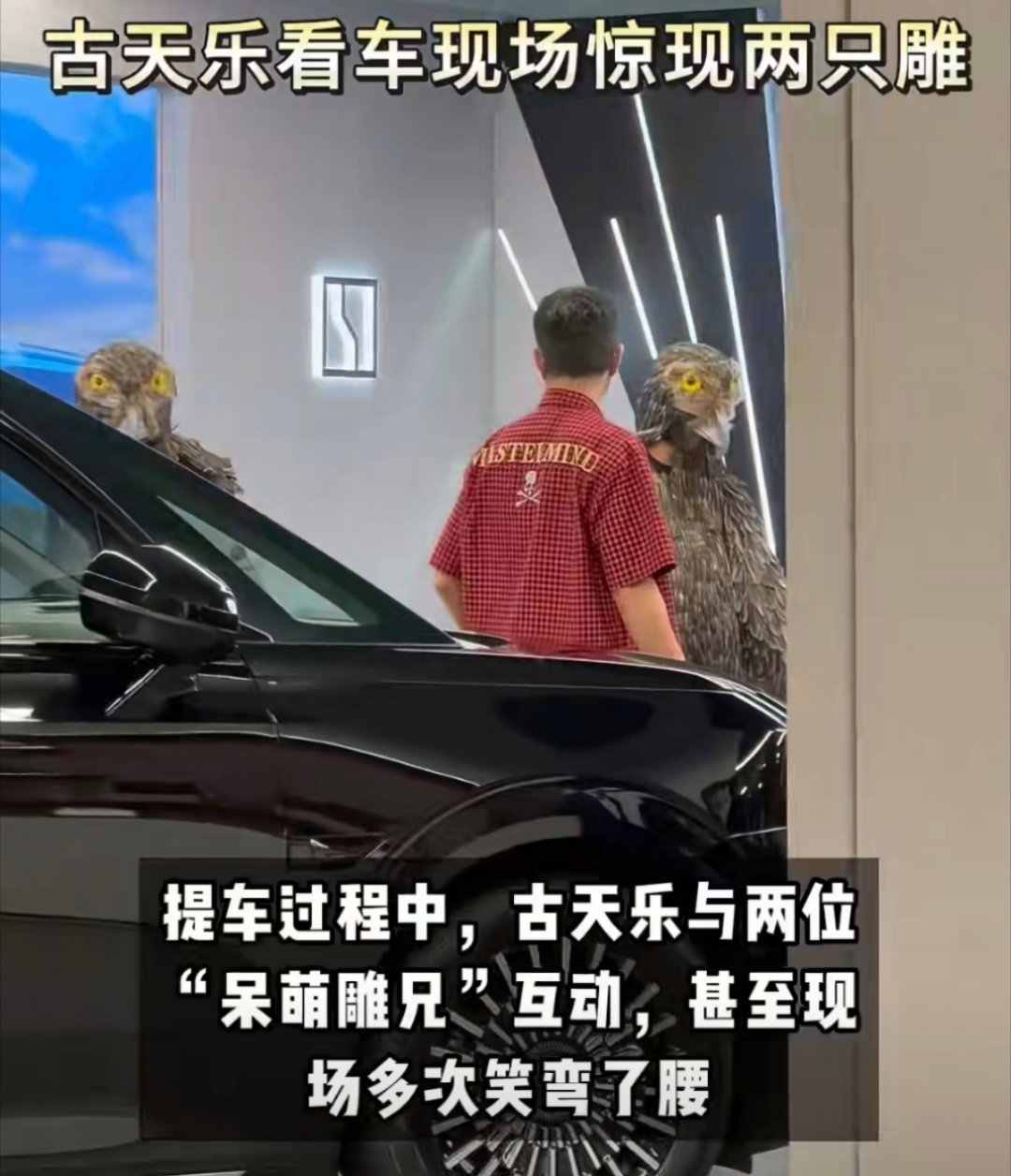 古天乐提车，身边惊现两只雕兄，原来是粉丝整活，梦回神雕侠侣时期了～古天乐跟粉丝友